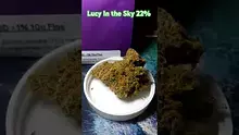 Frank Wars Video Thumbnail