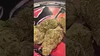 Grow ~ Black Cherry Punch T25 Info in description 