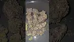 CANNFX ZANGRIA UK MEDICAL FLOWER FIRST IMPRESSIONS