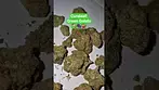 Curaleaf - Green Gelato (T23%)(UK Medical Cannabis Prescription)