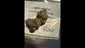 Video Thumbnail: Concanna