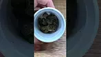 Aurora Pink Kush - Initial Thoughts