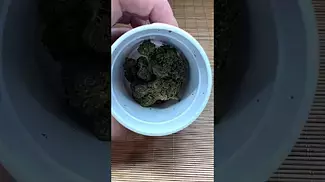 Aurora Pink Kush - Initial Thoughts