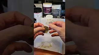 MAC DABBY | All Nations & Cuntourage | PRESS TEST (Mac Daddy)