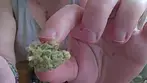 AAAA #Gelato33 T26 UK medical cannabis review 