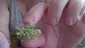 Video Thumbnail: MumMedCanUK