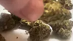 Cake & Caviar Waffle Bites Flower Short