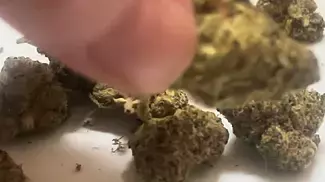 Cake & Caviar Waffle Bites Flower Short