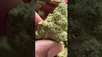 Strawberry Guava Minis T22 NUGS 2 | UK Medical Cannabis Strain #ukmedicalcannabis #ukmedical