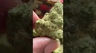 Strawberry Guava Minis T22 NUGS 2 | UK Medical Cannabis Strain #ukmedicalcannabis #ukmedical