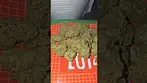 Greyscales Gelato Dream UK Medical Flower First Impressions