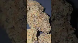 Cookies - Hawaiian Rain T28 - (London Pound Mints x Jelousy) Sweet berry fruit with slight gas 
