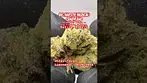 Big Narstie Medical: Candyland (A closer look & Terp breakdown)