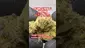 Video Thumbnail: Review Budd