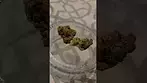 Muzo™ GP T31 - Gastro Pop - UK Medical Cannabis Flower Review