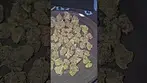 Vasco blueberry banana UK Medical Flower First Impressions