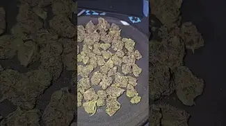 Vasco blueberry banana UK Medical Flower First Impressions