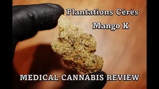 Mango K | Plantations Cérès | UK Medical Cannabis Review