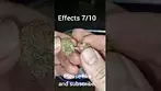 AAAA - Garlic Zkittlez | UK Medical