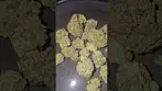 Papaya Bantz Big Narstie Medical UK Medical Flower First Impressions