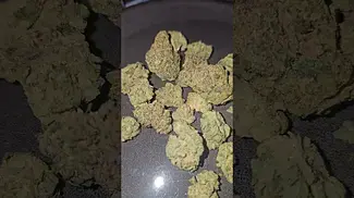 Papaya Bantz Big Narstie Medical UK Medical Flower First Impressions