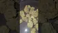 Video Thumbnail: Eazypax420