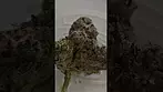 Chemango Kush 10g £85