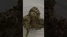 Keep Blazing Stay Amazing Video Thumbnail