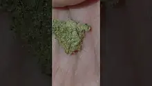 Nizzz _119 Video Thumbnail