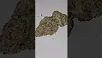 All Nations watermelon skittles T25 Azztecmedia Reviews #UK #medical #medicalcannabiscommunity