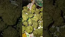 Medical 420 Video Thumbnail