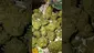 Video Thumbnail: Medical 420