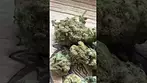 Uklegal #Sundaze Candy Store 24%thc 1%cbd #medicmind #medicated #ukmeds #mentalhealthawareness
