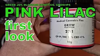 PINK LILAC | Green Joy, Blossom Gentics & Grow/IPS | FIRST LOOK