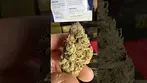 Mamedica Sherb Master OG