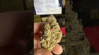 Mamedica Sherb Master OG