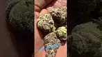 4c labs grape cream cake uk medical  #uk #medical #patient #youtubeshorts