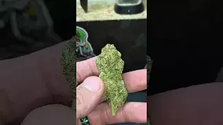 Watermelon Zkittles Medical cannabis 28%THC