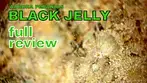  BLACK JELLY | Aurora Pedanios | 8.50/g | 27% | FULL REVIEW