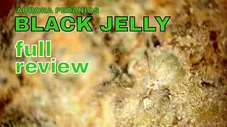  BLACK JELLY | Aurora Pedanios | 8.50/g | 27% | FULL REVIEW