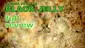 Video Thumbnail: Smacksalad
