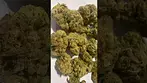 Big Nastie Jack Kush 27% thc #medicalcannabis (it’s nice)