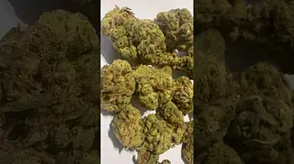 Big Nastie Jack Kush 27% thc #medicalcannabis (it’s nice)