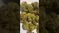 Video Thumbnail: Strange Life 420