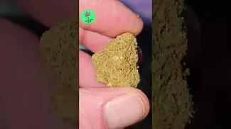 Cali X | Zkittles | UK Medical Flower Visuals