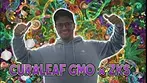 Curaleaf GMO x ZKZ UK Medical Flower Review