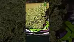 Mamedica - High Society - T24 - medical flower - check the comments #mamedica  #cannabiseducation