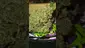 Video Thumbnail: VIP THC