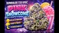 Video Thumbnail: Cannabis Culture 