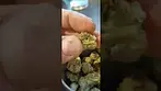 Medical cannabis new low \